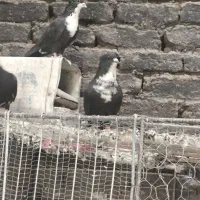 کبوتر رسمی