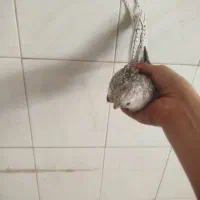 عروس هلندی جفت