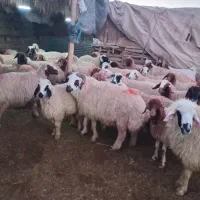 قوچ فروش نژاد دار