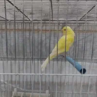 قناری ماده زرد درشت|پرنده|یزد, |دیوار