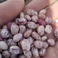 لوبیا چیتی