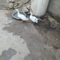 دوعدداردک