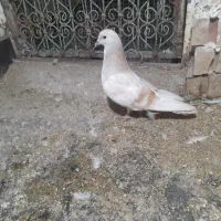 کبوتر|پرنده|نیشابور, مازول|دیوار