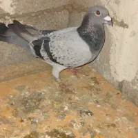 کبوتر‌مسافتی