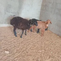 بره میش بز بزغاله