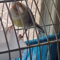 سهره قناری ابلغ چونه سفید مست و پرو