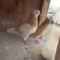 زرد کاکل. سرور کاکل. پرشی