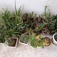 گل و گیاه خانگی