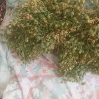 سلام اسپند درشت هر بسته ۴۰هزار