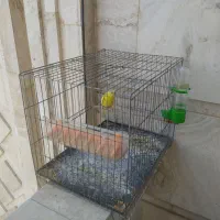 پرنده مرغ عشق