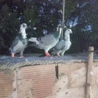 جوجه المانی
