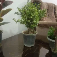 انواع گل گیاه