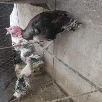 سه عدد بوقلمون نر دونه ای 2900تومان