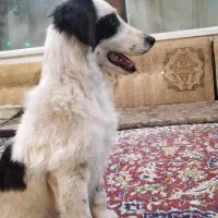 فروش سگ نر مناسب باغ و ویلا