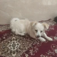 سگ پامر اشتپیتز