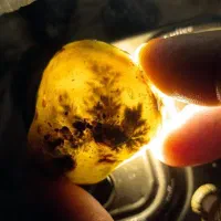 انواع شجر و نگین