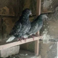کبوتر دم سفید