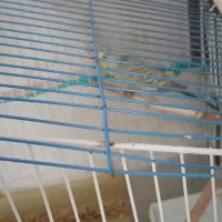 مرغ عشق رنگین کمانی