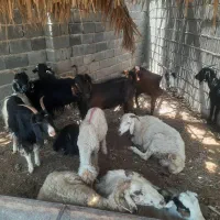 گوسفند نیم گوشت