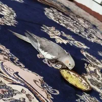 عروس هلندی