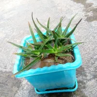 گل آلورا