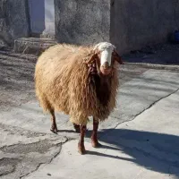 گوسفند خونی وزنده برای مراسمات