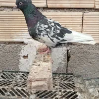 طوقی|پرنده|عسگران, |دیوار