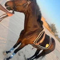 اسب حیوان نجیبی است