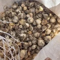 خرید موسیر کوهی کشتی