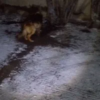 واگذاری  سگ  ژرمن