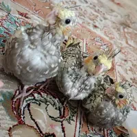 جوجه سرلاکی