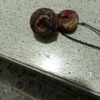مهره هباهاب اصل قدمت دار
