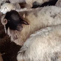 قوچ رگ ریشه دار