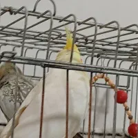 یک جفت عروس هلندی نر کینگ لوتینووماده مرواریدی