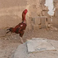 خروس لاری