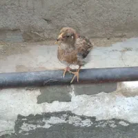 جوجه ۱ماهه
