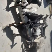کره نر و ماده