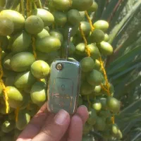 فروش پاجوش(دمیت) نخل گنتار