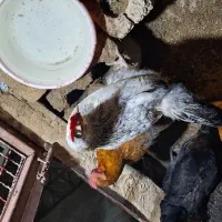 خروس امروک نژاد دار آمریکایی