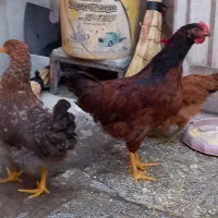 جوجه خروس و مرغ