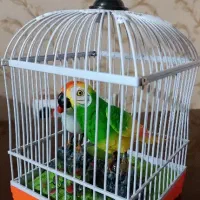 اسباب بازی پرنده سخنگو