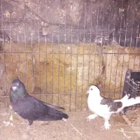 کبوتر|پرنده|ارومیه, |دیوار