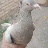 کفتر