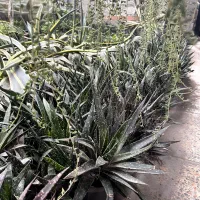 فروش عمده ساکولنت و آلوده تاکی تیکی با قیمت توافقی