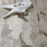 شازده هفت رنگ شامی کرمونی