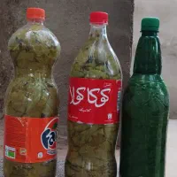 برگ مو انگور