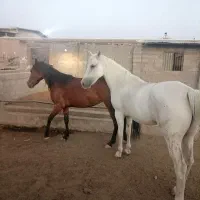 دوتا اسب ماده سفید و قهوه‌ای  دخترش