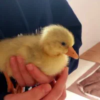 جوجه غاز وجوجه اردک