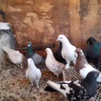 کبوتر از همه مودل