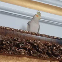 طوطی ام گمشده